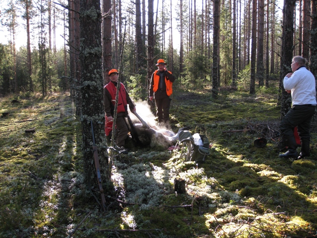 Hirvijahti 2008 069.jpg